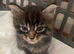 1 Tabby Boy available
