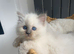 Ragdoll kittens