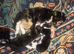 Female kitten