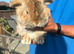 Mini lop