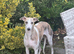 Gorgeous Female Whippet