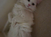 Cat rehome Asap