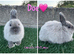 Pure breed Netherlands dwarf does