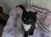 2 Beautiful Female Kittens – Ready Now, Vet Checked & Litter Trained £120