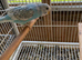 Young budgies