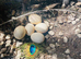 Peacock/ Peafowl/ fertile eggs