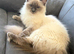 GCCF Ragdoll girl for rehome