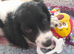 Wonderful Sprocker Pup.