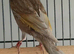 Silver goldfinch mule