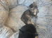 2 kittens ready to leave now