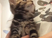 Beautiful Tabby kittens