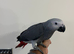 Ready Now Baby HandReared Cuddly Friendly Super Tame African Grey