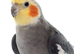 Breeding pair for sale