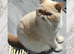 READY TO LEAVE NOW BEAUTIFUL GCCF EXOTIC PERSIAN KITTENS