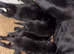 Beautiful Rottweiler pups for sale