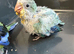 Silly Tame Hand-Reared Blue Quaker Parrot For Sale