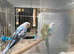 Budgies for sale