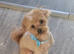 Pomchi puppys