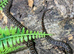 Granite San Louis Potosi Mountain King Snake at Birmingham Reptiles
