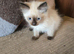 Pedigree ragdoll kittens