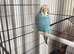 Hen budgie and cage