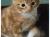 3 kittens ready for new home