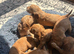 Beautiful litter of working cocker spaniels
