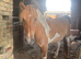 3 Year Old Palomino Gelding.