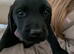 Beautiful puppies