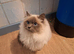 Male ragdoll