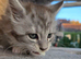 Pollydactyl maine coons ready 3 weeks 7777 tica registered.