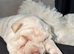 Shar pei puppy