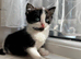 Exquisite Ragdoll / Turkish Angora Kittens &ndash; 8 Weeks Old | Blue-Eyed | Home-Raised