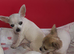 Chihuahua pups