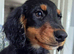 Long haired boy miniature dachshund