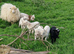 OUESSANT LAMBS BLACK OR WHITE WETHERS AVAILABLE END JULY