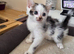 Kittens ready now