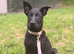 Gsd x lab pup