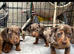 Dapple dachshunds