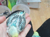 Pairs of baby cock budgies