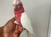 Handreared Super Tame Galah cockatoo