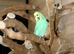Budgies Pairs available £65 a pair,16