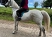 Irish Draft x Connemara Gelding