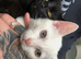 4 month male kitten for sale