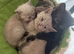 Beautiful Kittens