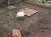 3 ducks