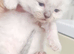 Ragdoll kittens for sale