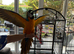 Tame Blue and gold Macaw Male