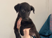 bull grey x whippet x saluki grey