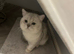 STUNNING WHITE BLACK TIPPED BRITISH SHORTHAIR IN MANCHESTER